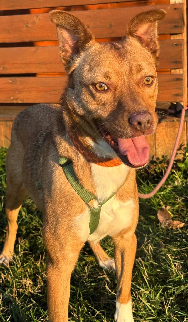 LUCKY OCCHI DI GIADA Foto 4